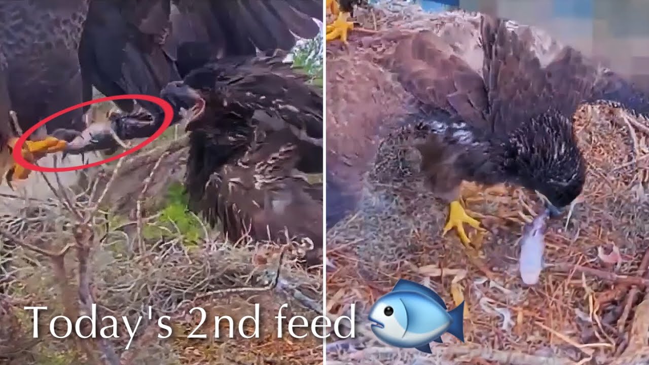 #454🦅Peanut🐥62°(🏥Brutus🐥67°)／Winter Park Eagle Nest 2026／Against All Odds:One-Eyed Mom／Wink💗Atlas