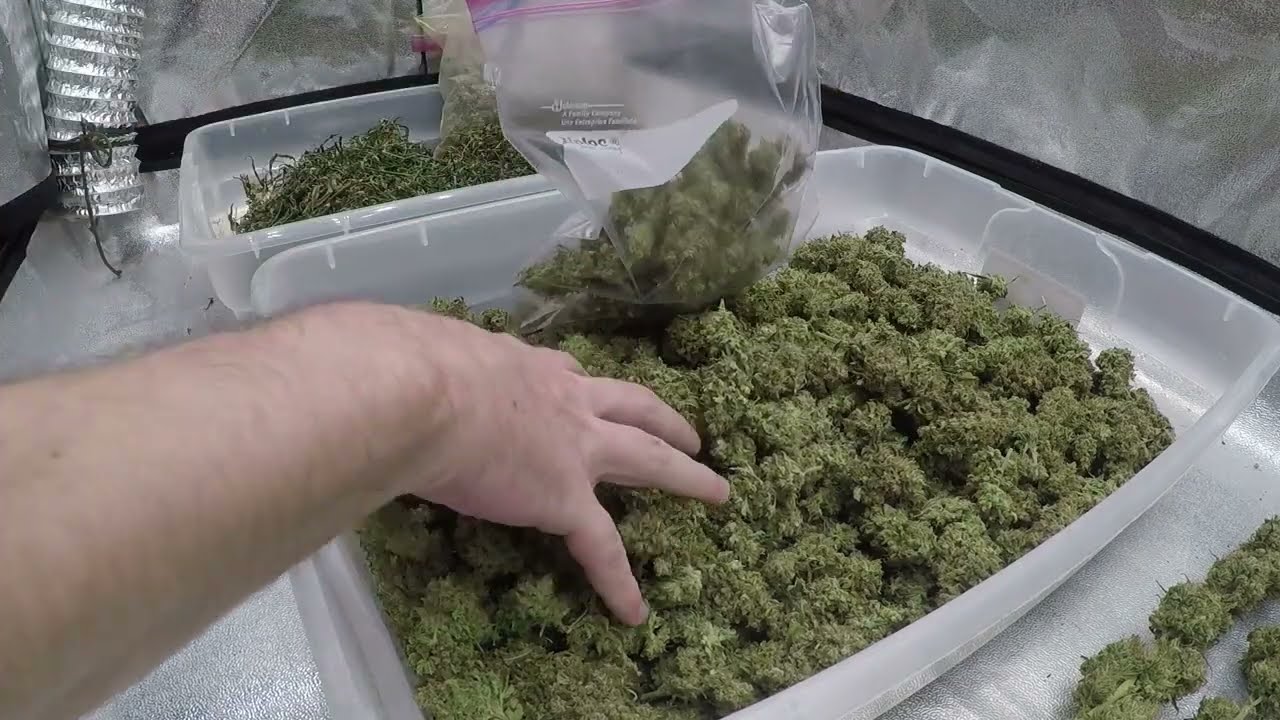 White Widow - Seed to Harvest TIME-LAPSE (EP7)