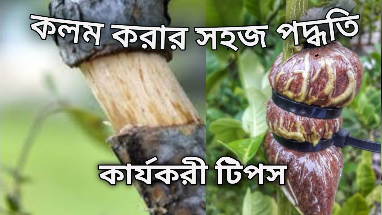 কলম করার পদ্ধতি||লিচু আম লেবু গাছের গুটি কলম||air layering on fruit and flowering plants