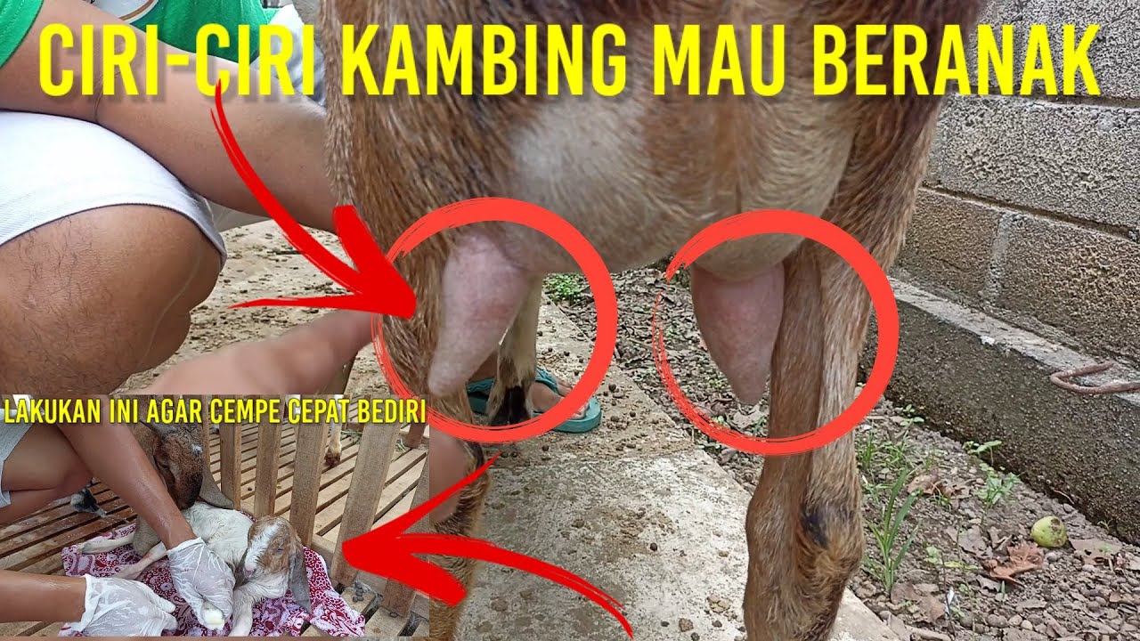 Ciri-ciri Indukan Akan Segera Beranak Plus Perawatan Cempe Baru Lahir Agar Tidak Kena Tetanus