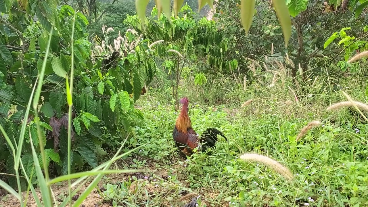 Trap wild chickens on coffee plantations, the crowing bait is there.  02/12/2026