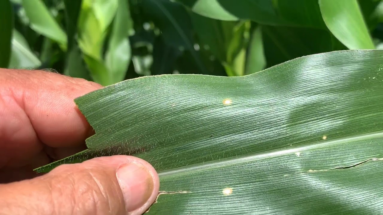Aplicando adubo foliar em lavoura de milho 🌽 safrinha.