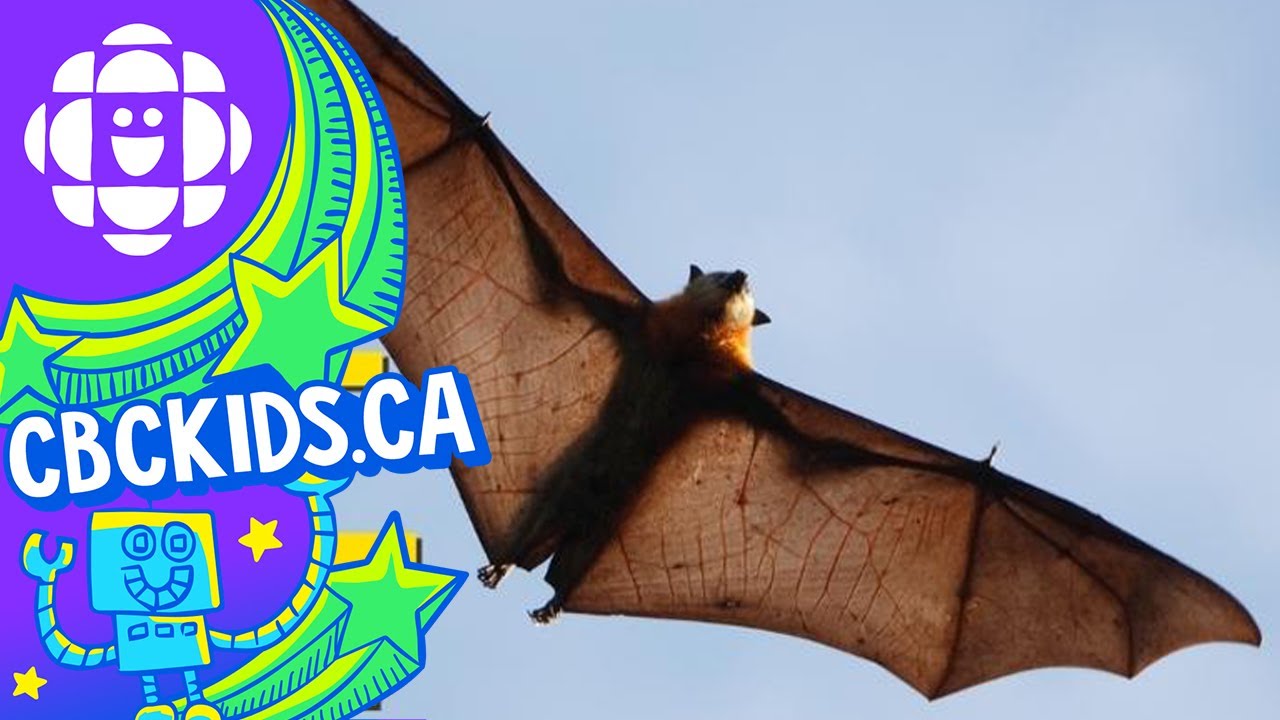 The Bat | Amazing Animals | CBC Kids