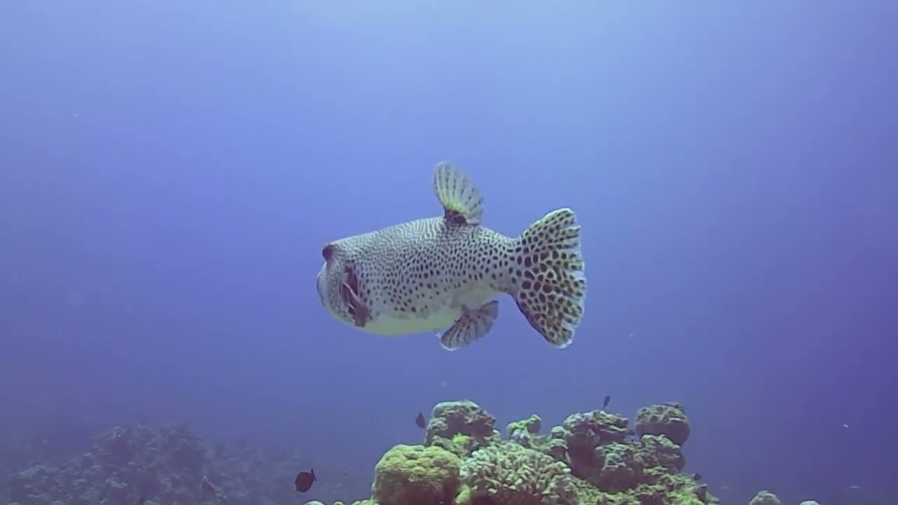 Seven Sisters to the Tank  - Aqaba (Jordánia)