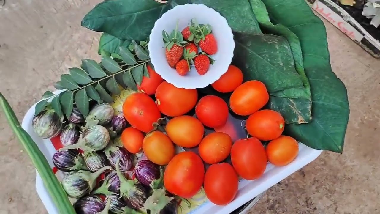 harvesting vaggies from my terrace garden 🏡 #brinjal #gardening #terracegardenindia