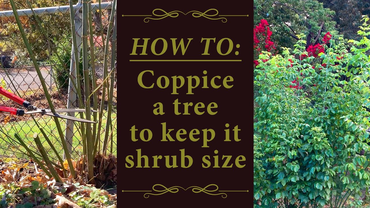 Coppicing A Boxelder Tree to Keep It Shrub Size || Coppice Basics