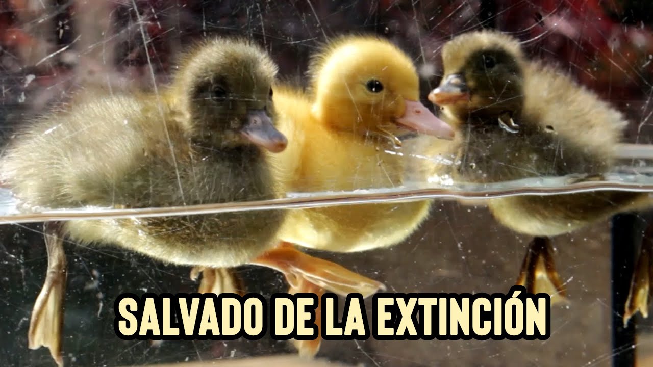 Los Patitos Más Raros de la Tierra