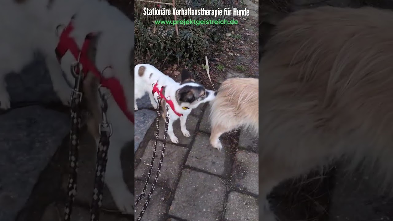 Angsthündin Skarlet TAG 2