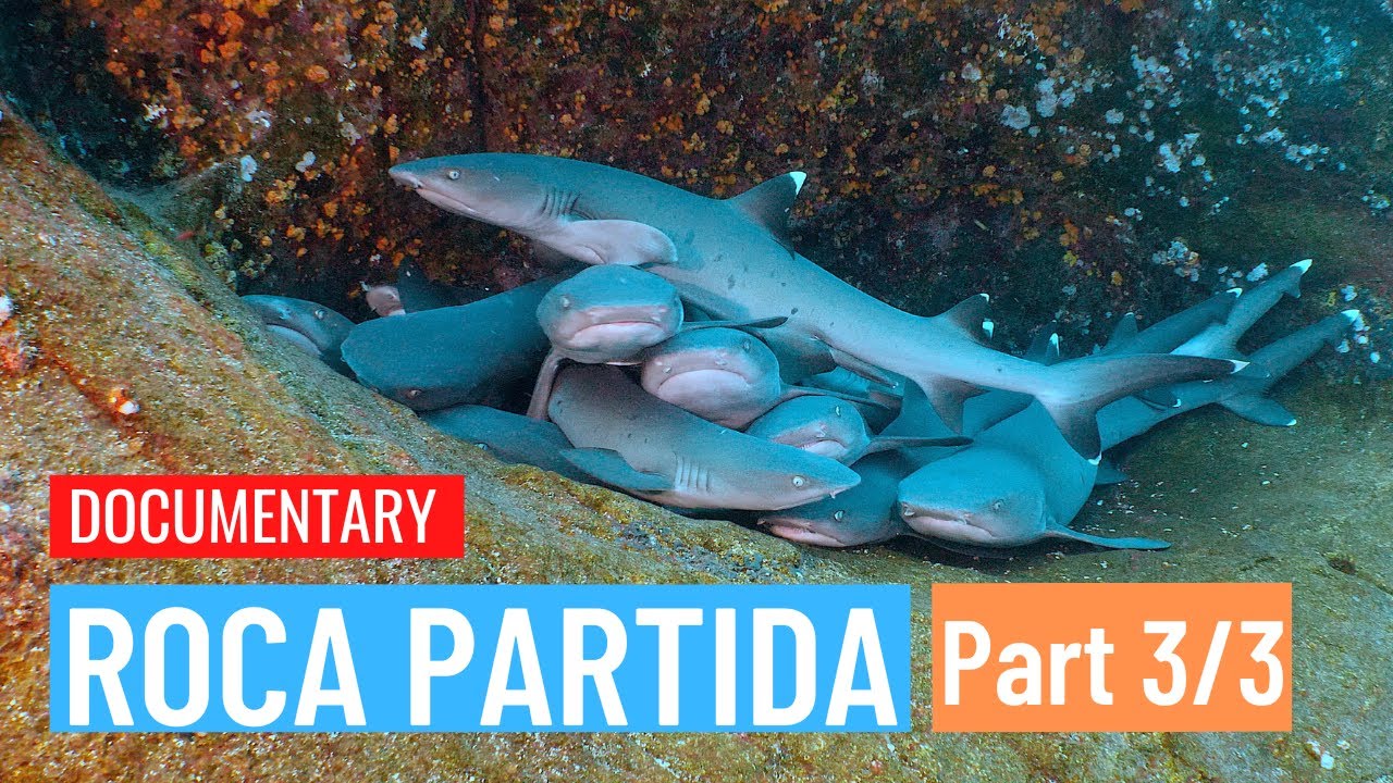 Diving at Revillagigedos Islands in Mexico: Roca Partida (Documentary, Part 3/3)