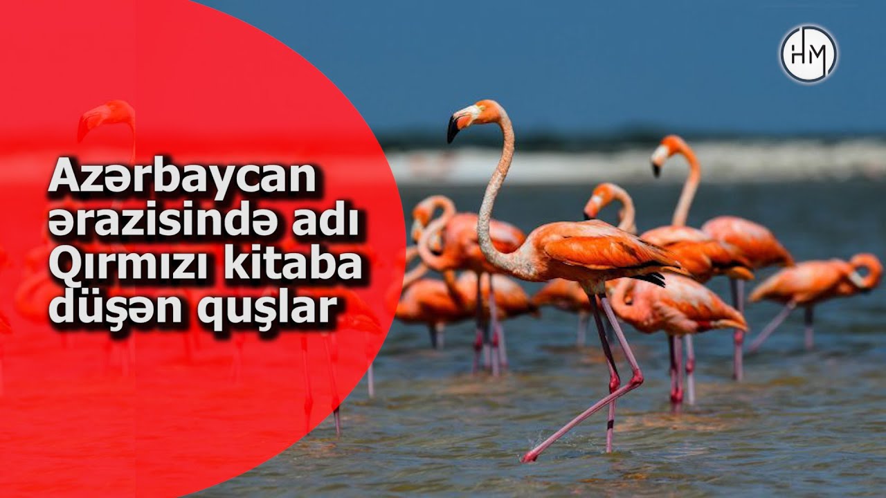 Azərbaycanda nəsli kəsilməkdə olan nadir quş növləri - ADI QIRMIZI KİTABA DÜŞMÜŞ QUŞLARIN SİYAHISI