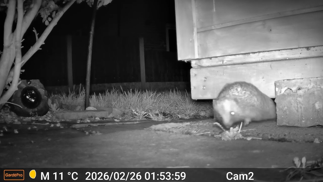 Hedgehogs 2026 02 25 2037 to 2026 02 26 0324