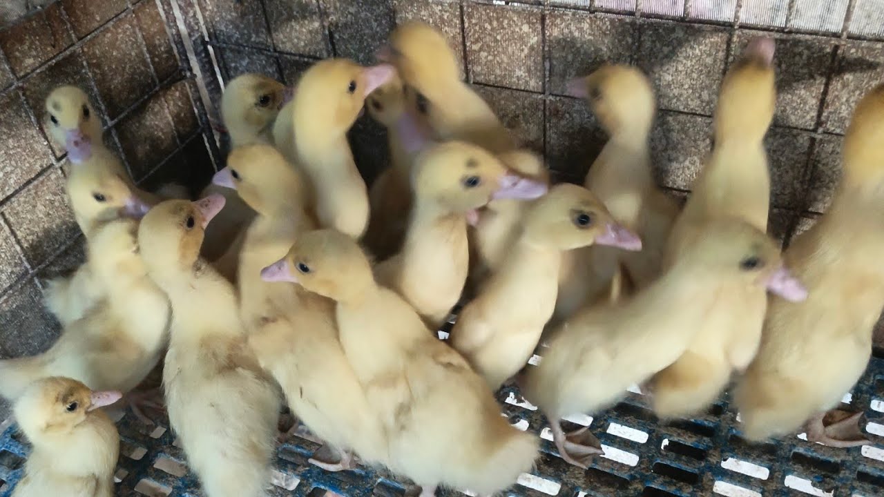 Ducklings day 16 #shortsbeta #smallyoutuber #pets #animals #duckling 