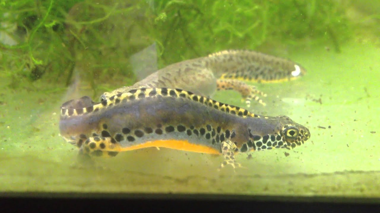 Alpine Newt Breeding/spermatophore Galore