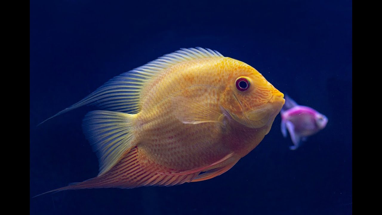 Avez-vous rêvé de Pêche et de Poissons ?