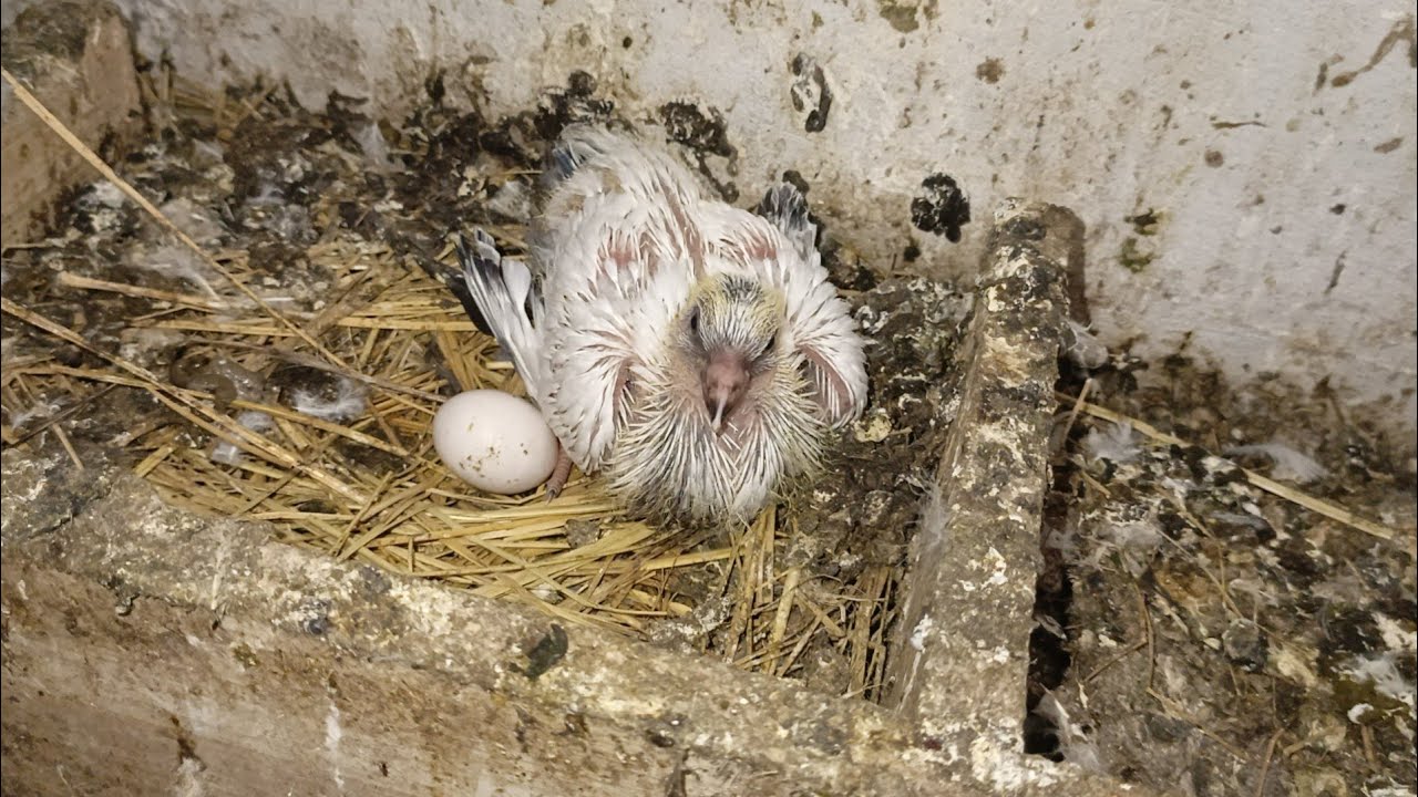 Pigeon ny eggs dy diye❤