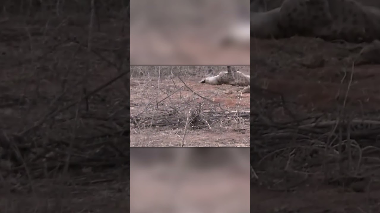 Black Mamba Bites Hyena