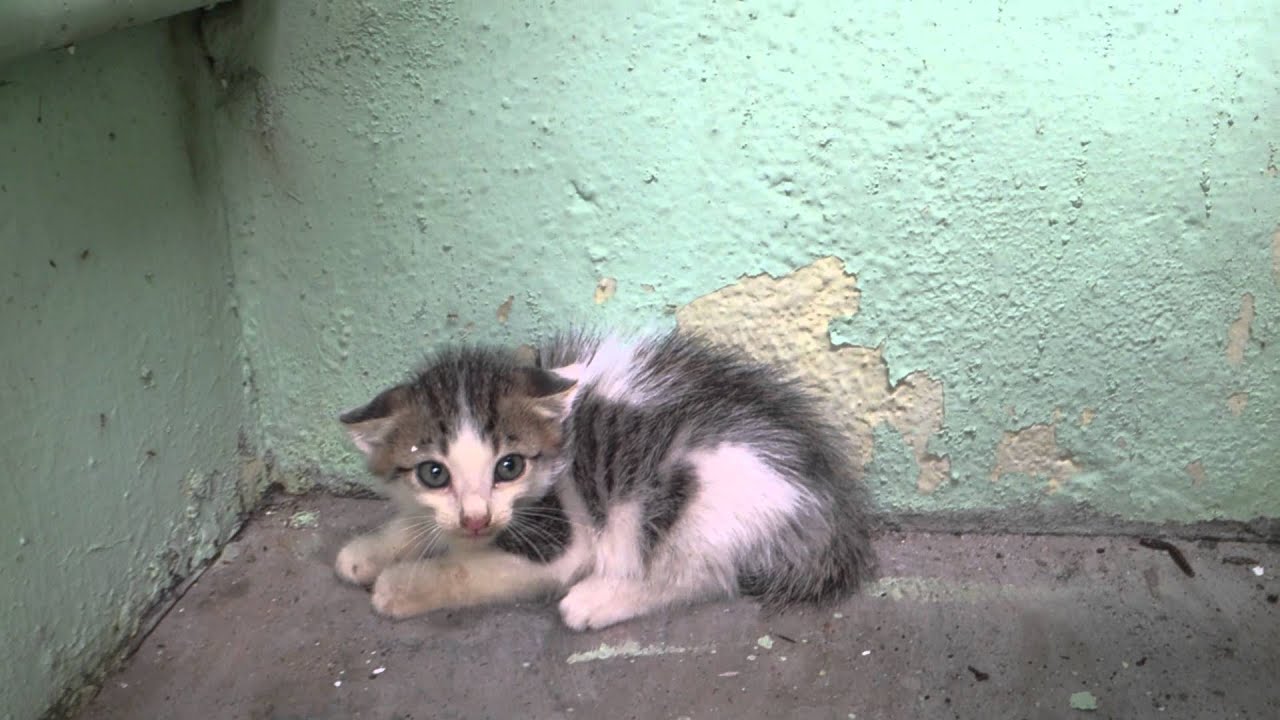 Kitten Hissing, Weak Hearted Do not watch !