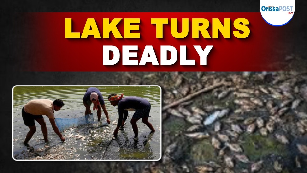 Delhi heatwave triggers massive fish death at Sanjay Lake in Trilokpuri