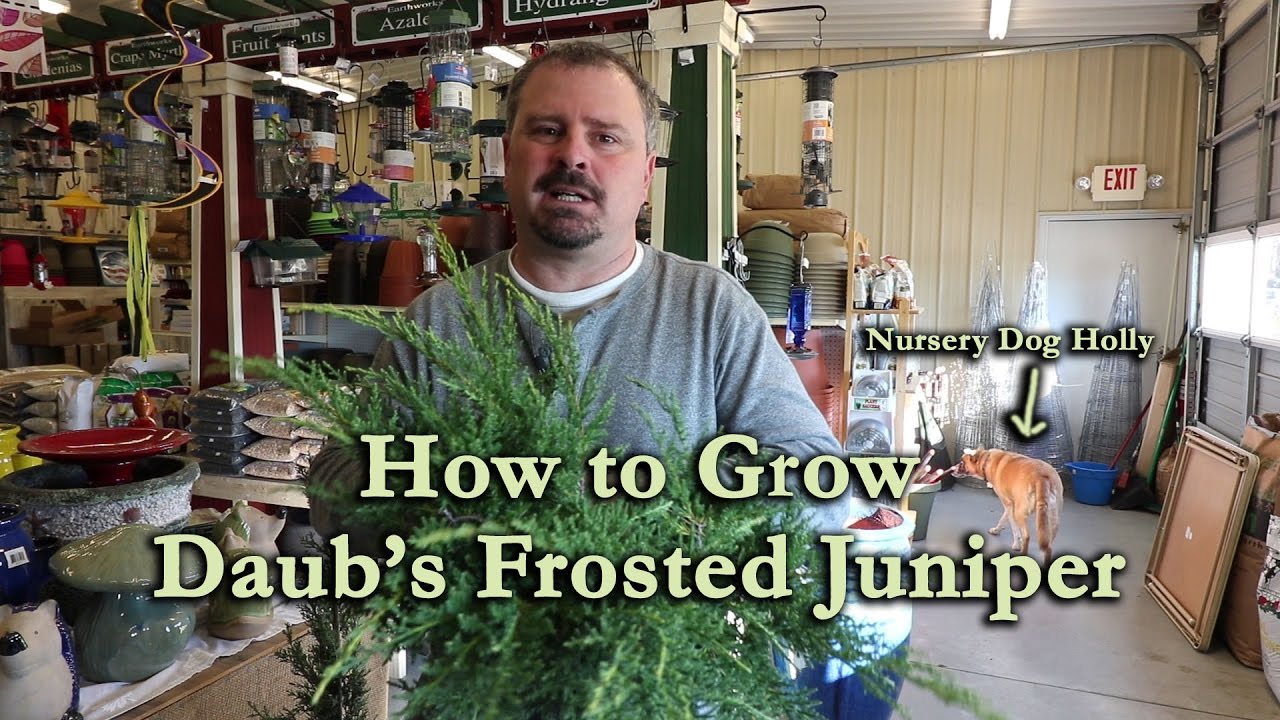 How to grow Daub's Frosted Juniper (Golden Ground Cover Juniper)