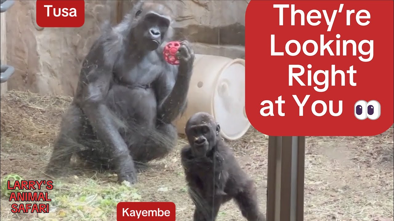 Adorable baby gorilla Kayembe (2023) – Video #43: two curious faces look straight at you 👀🦍