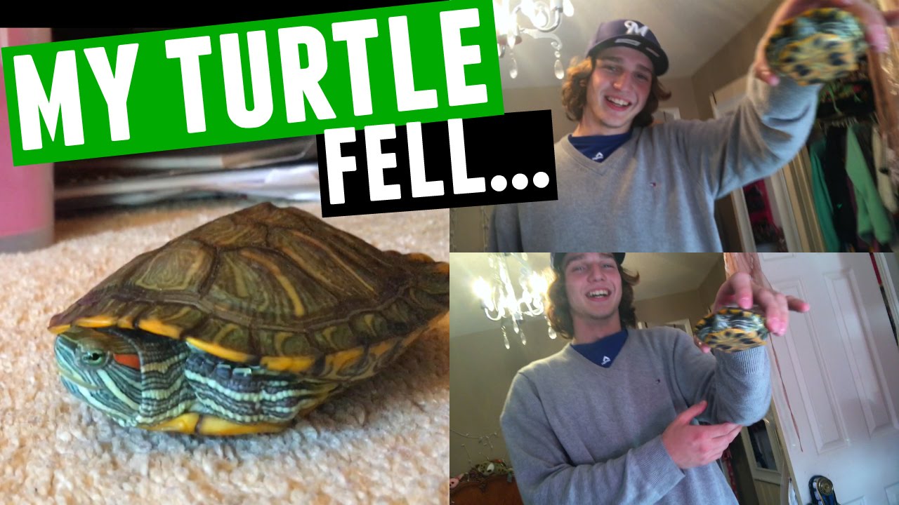 MY TURTLE FELL ON HIS HEAD! :o