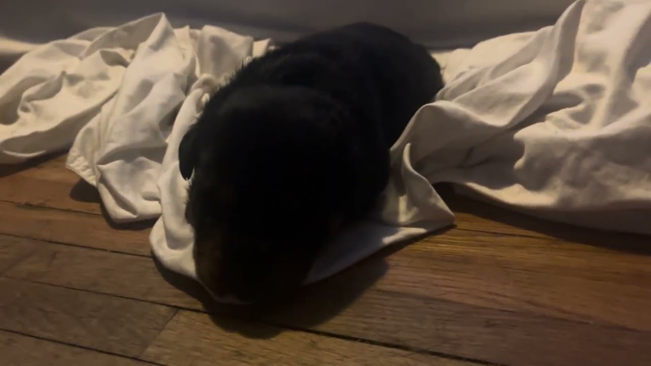 Name that puppy? Is it Bordagol? Botchok? Botchokoy? 😂 What you think the name suited for this pup?