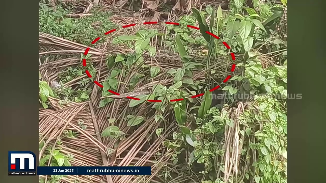 'പുറത്തേക്കിറങ്ങാൻ തന്നെ പേടിയാ'... പെരുമ്പാമ്പ് ഭീതിയിൽ ഒരു കുടുംബം | Kottayam | Python