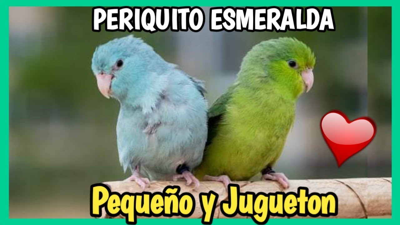 PERICO ESMERALDA 🦜 Cotorrita Celestial | Cuidados, Alimentación del perico del pacifico (Forpus)