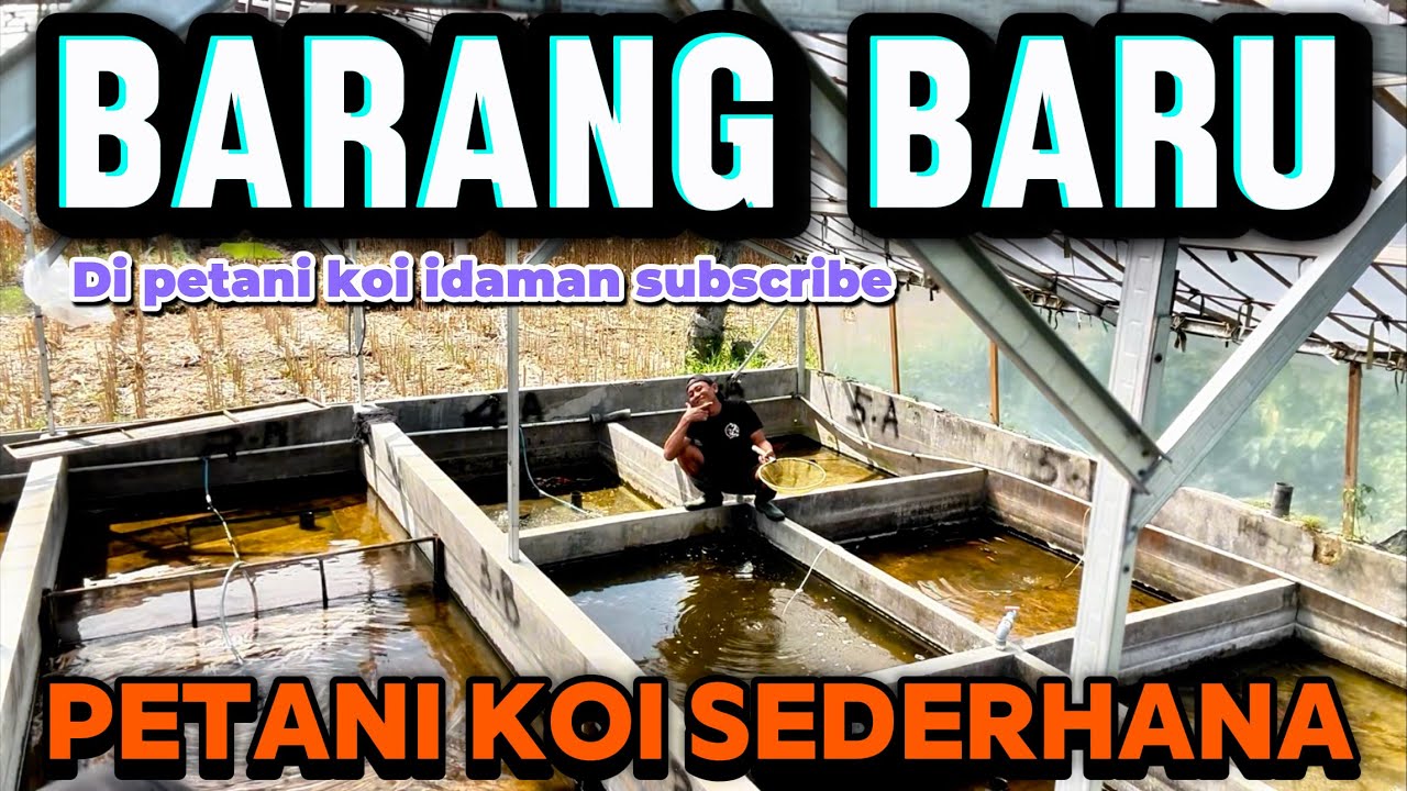 Barang baru paket koi di petani idaman para subcribe,petani koi sederhana 