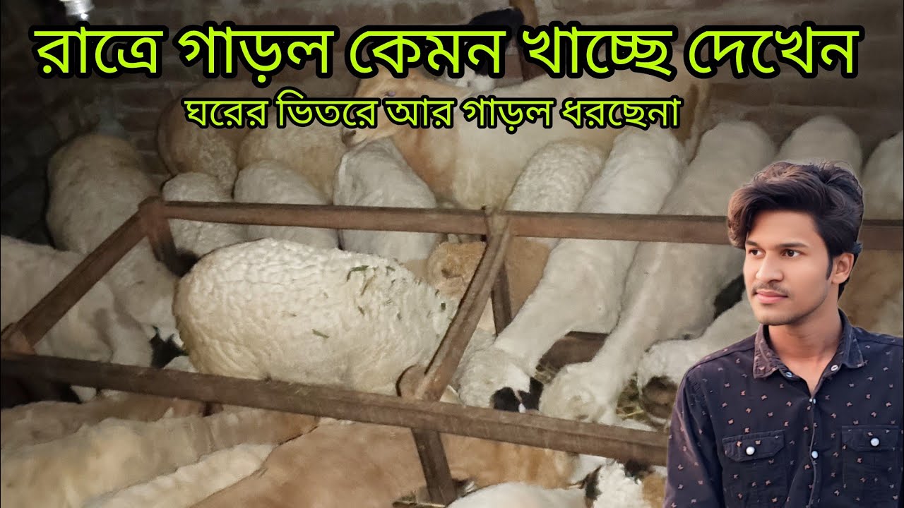 রাত্রে গাড়ল খুব খাওয়া দাওয়া করছি গাড়ল আর ঘরের ভিতর ধরছেনা 