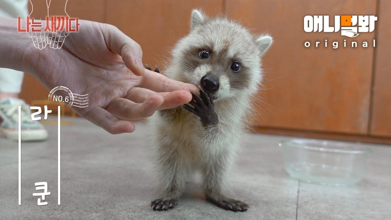 Я месяц Маленький енот