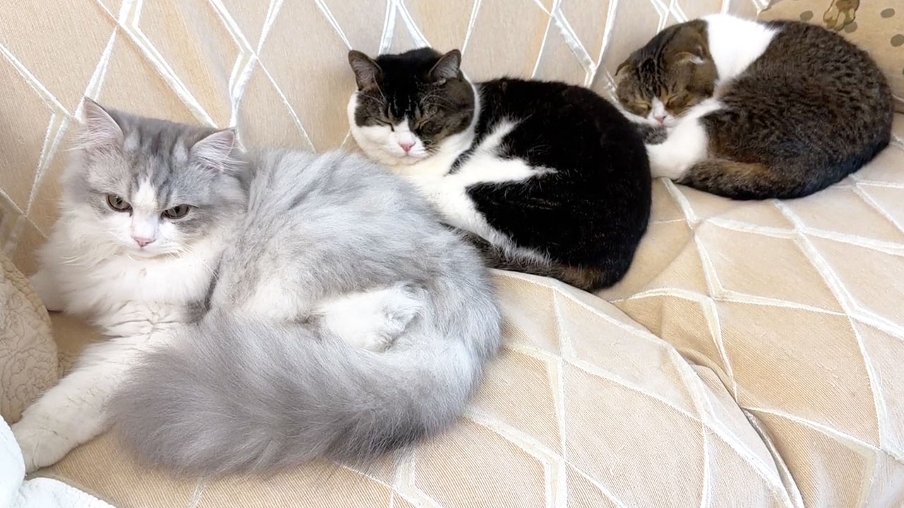 すっかり本当の親子みたいになった子猫と親子猫w