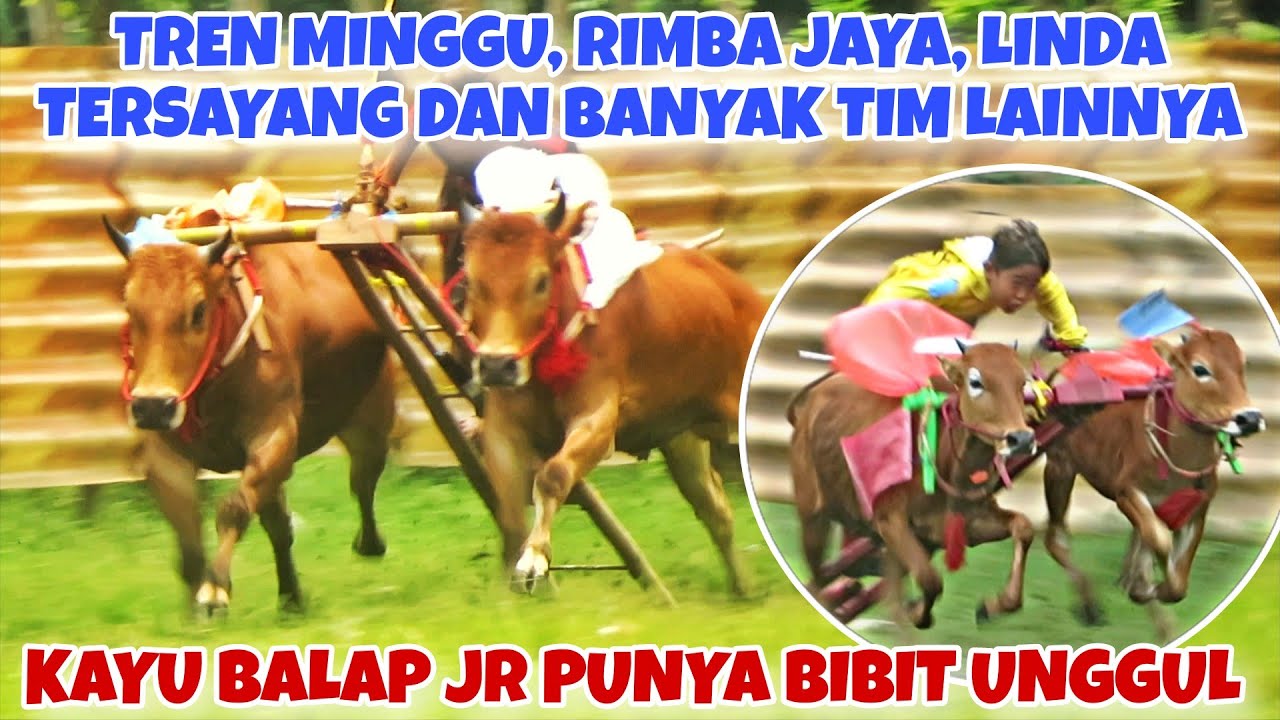 TREN PADAT MENJELANG HUT GAGAK RIMANG || ADA RIMBA JAYA DAN LINDA TERSAYANG, ADA SAPI KECIL BIBIT 🔥🔥