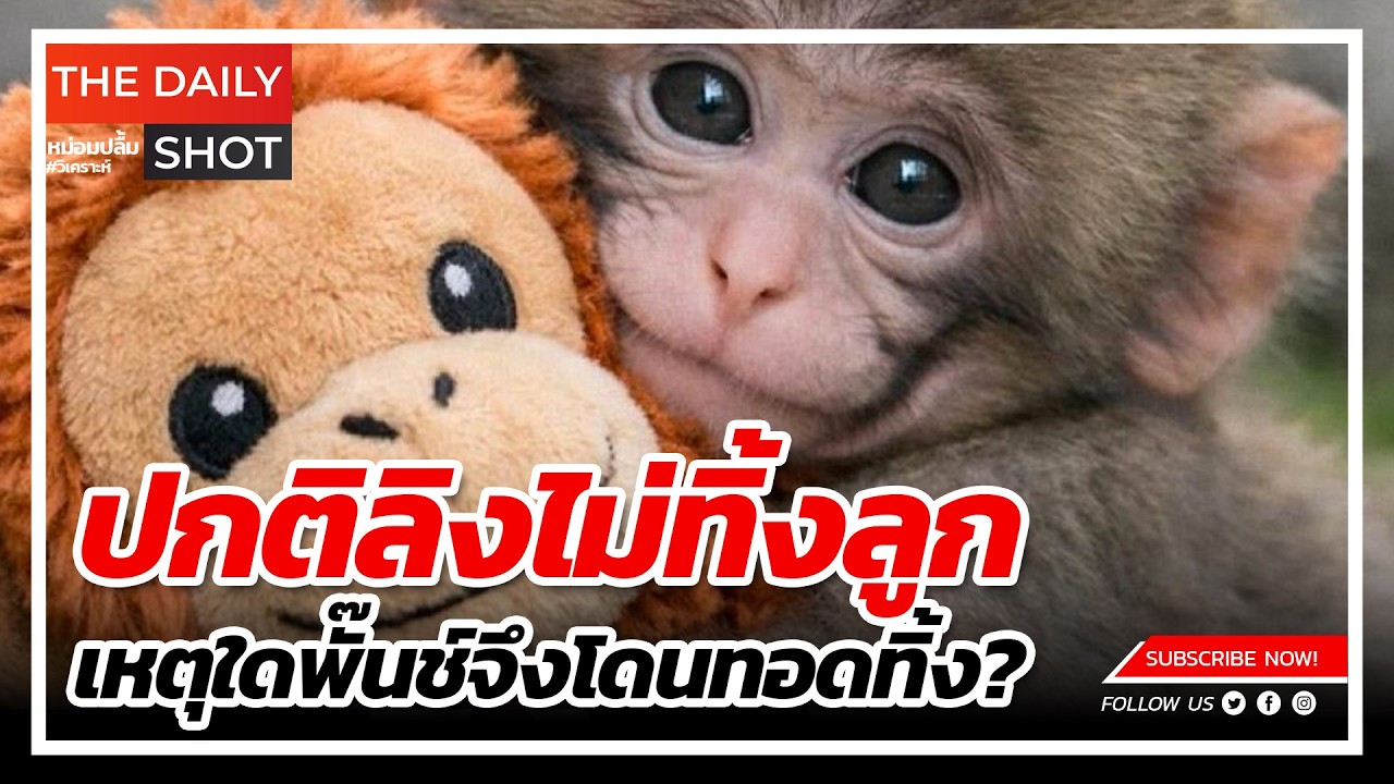 ปกติลิงไม่ทิ้งลูก เหตุใดพั๊นช์จึงโดนทอดทิ้ง?