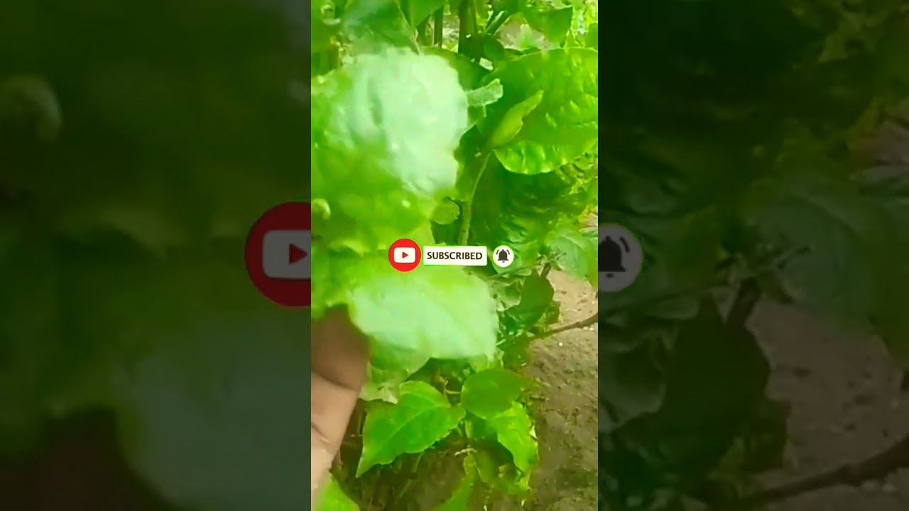 Chitavar wood #Amazing wildlife plant