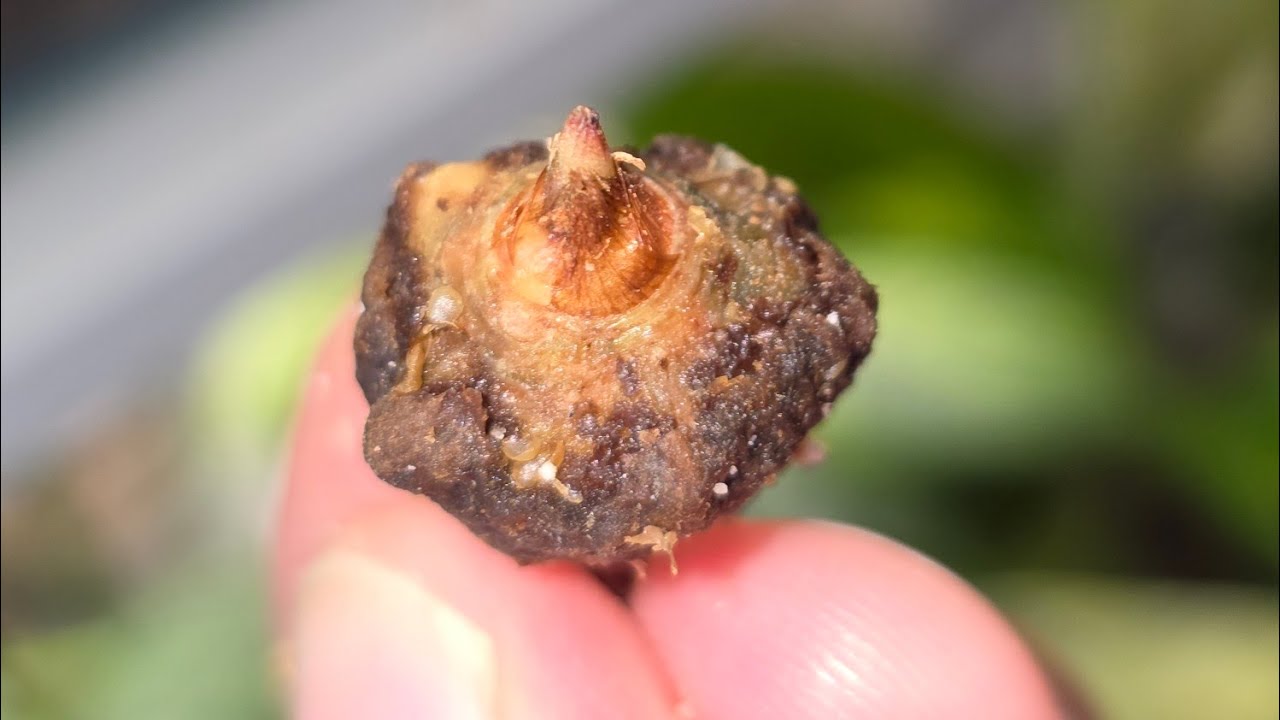 How to prepare your Alocasia bulbs before planting #plants #alocasia #plantscare #plantlover