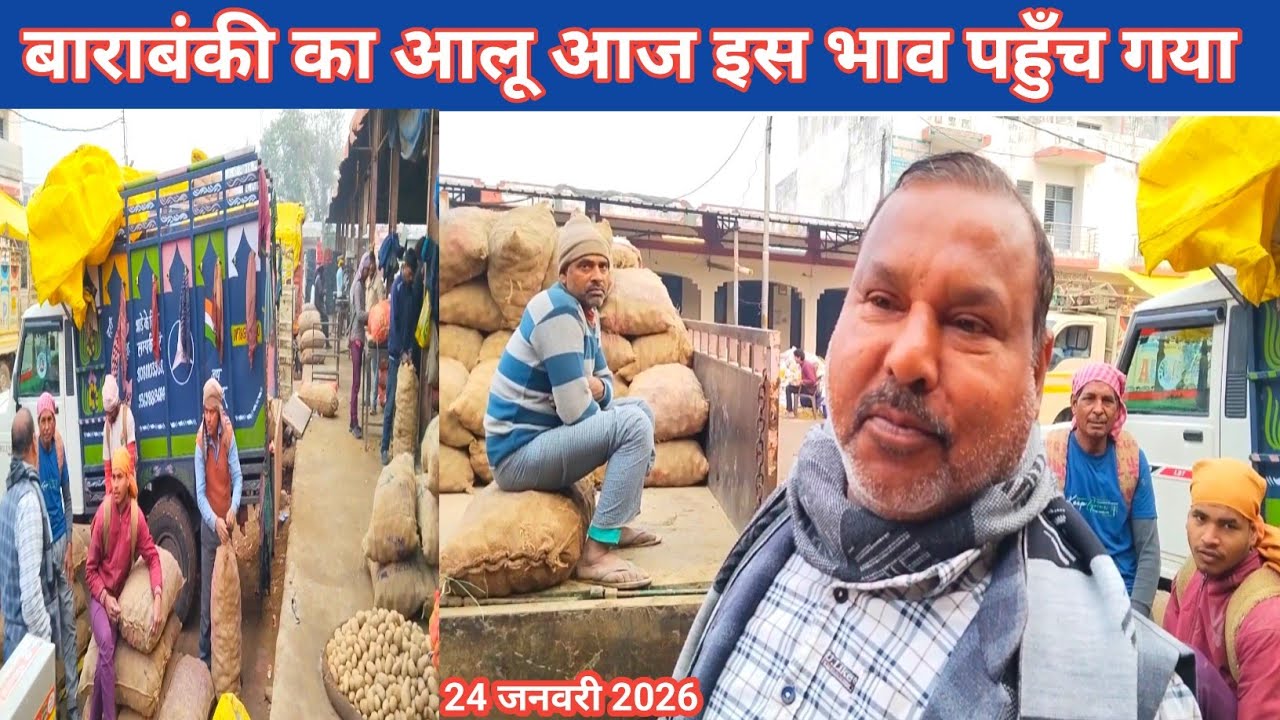 बाराबंकी का आलू आज इस भाव पहुँच गया 24 जनवरी 2026 🥔 aaj ka aalu ka bhav 🥔 aalu bhav today 