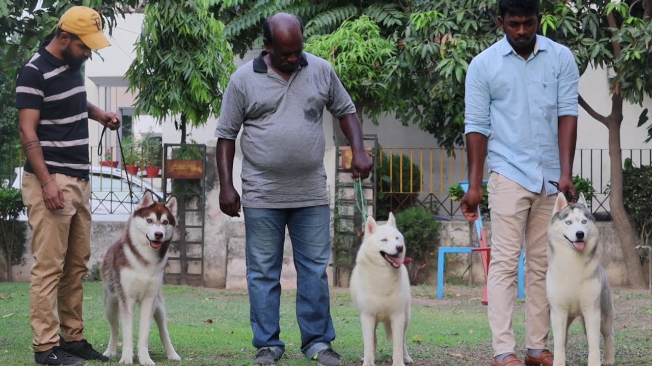 Siberian husky Kennel || MAKKAR KENNEL || Rajpalyam || Golden Retriever || Dachshund || SCOOBERS