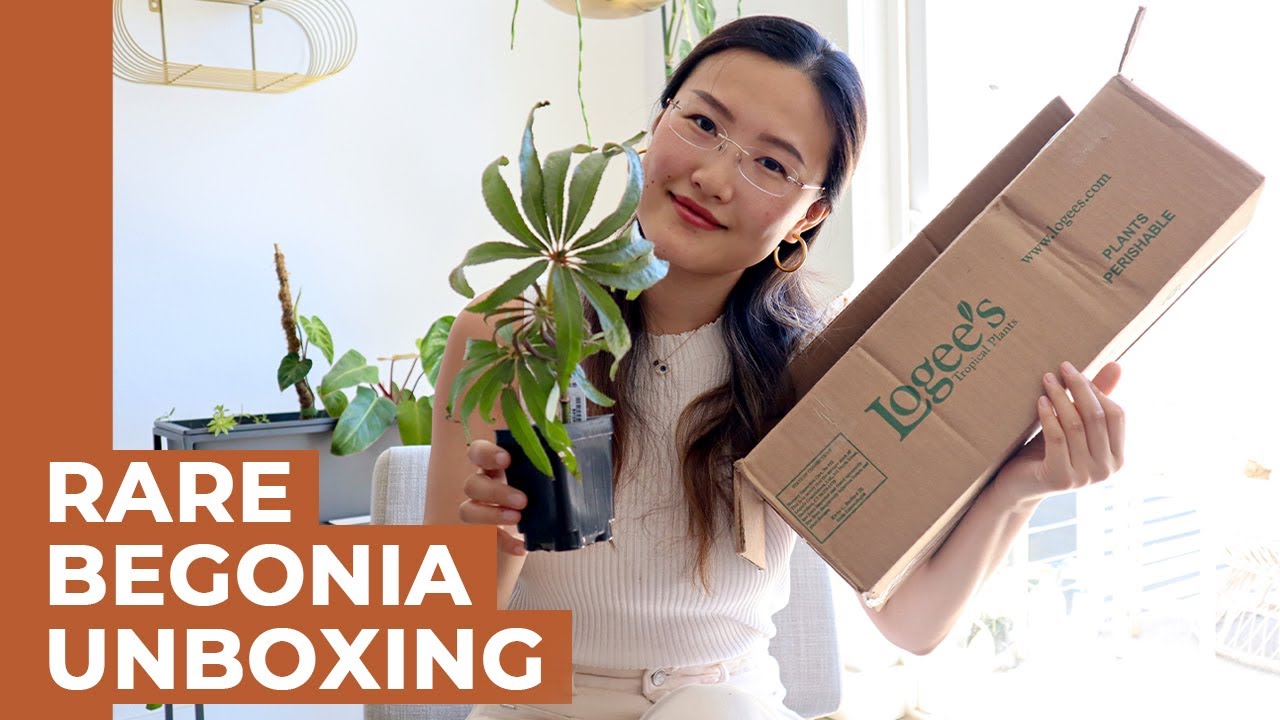 Rare Houseplant Unboxing!  Stunning Begonia Luxurians From Logee's Plants