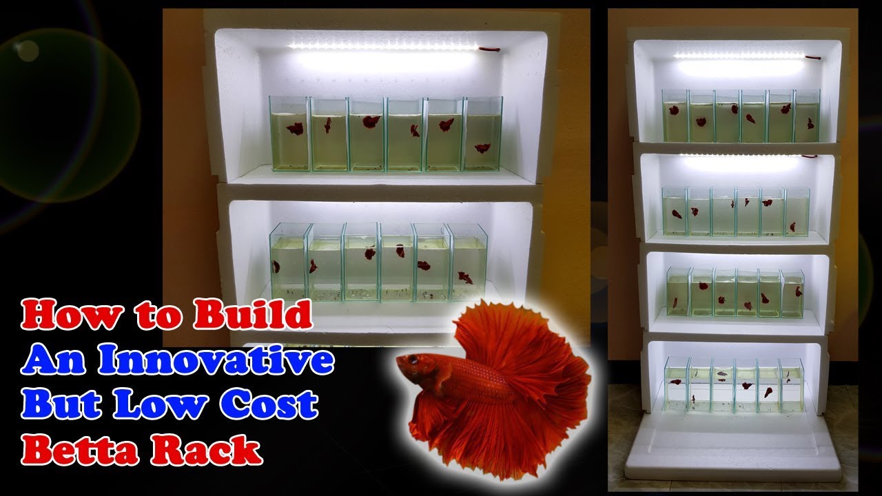 HOW TO BUILD : DIY Betta Rack at a very LOW Cost | Update on Betta Fry @ 2 Months old (8 weeks)