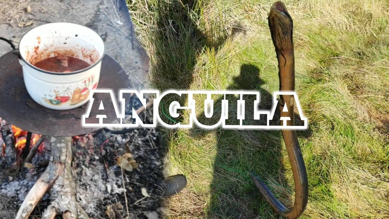 Pesca y cocina de anguila en Pesca en agua dulce