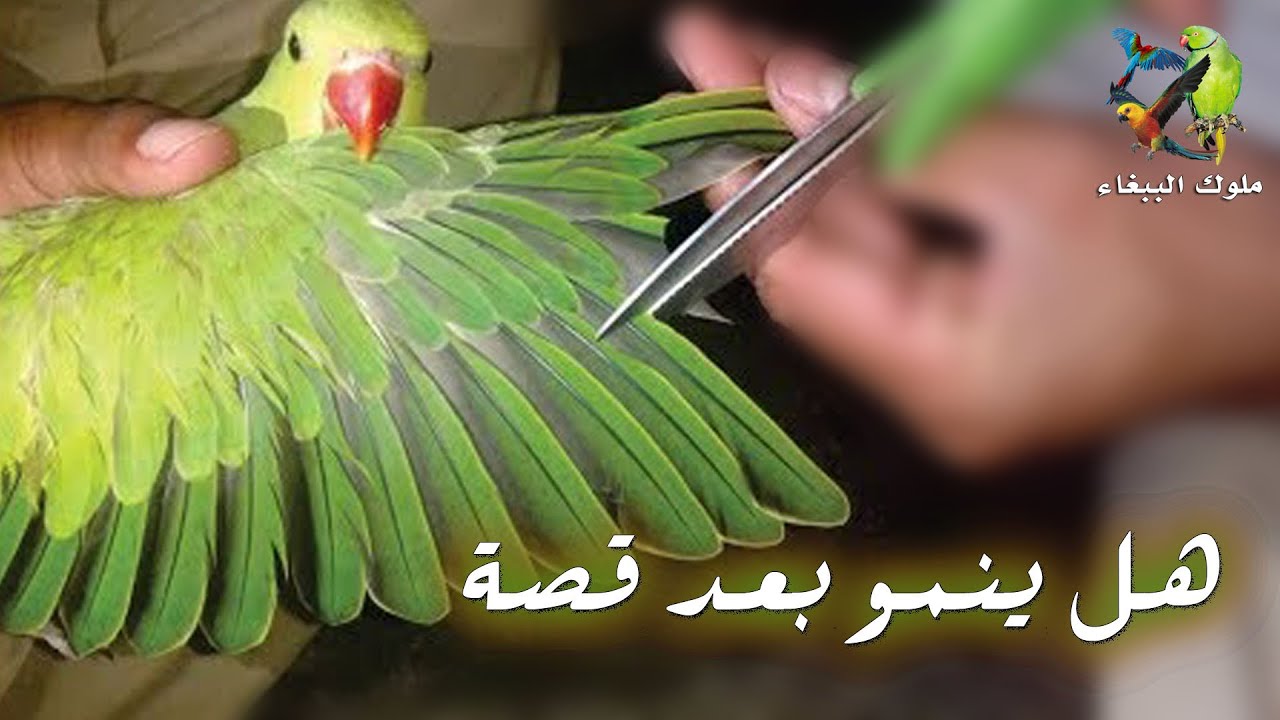 هل ينمو ريش ببغاء الدرة بعد قصه