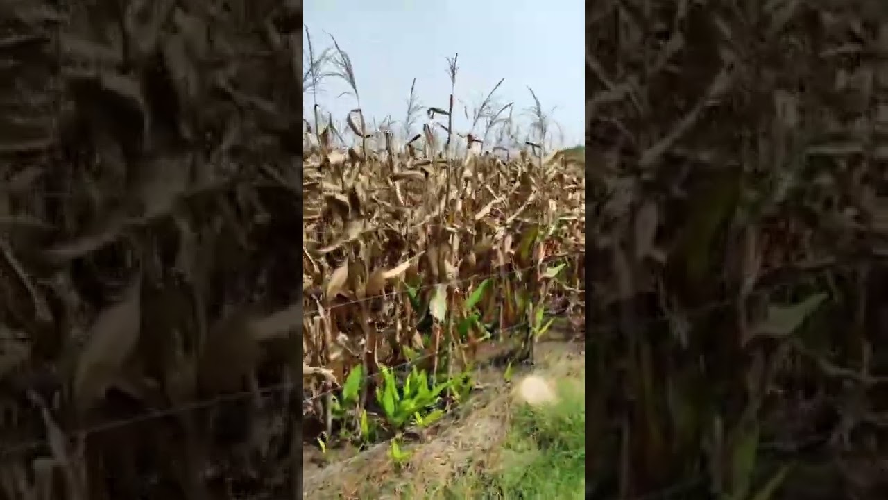 Solar fencing to maize crop #shorts #trendingnow #likesforlike #solarfencing  #maize #bheeshmahub