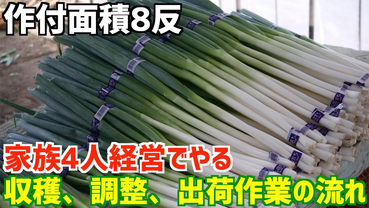 作付け面積8反の小規模長ネギ農家の収穫から調整作業の流れ。