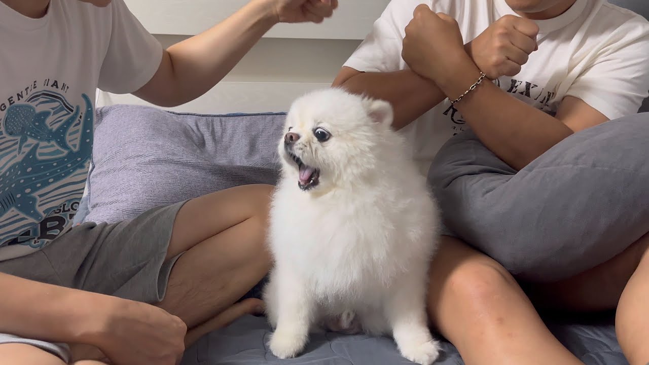 큰형이 작은형을 때리자 강아지가 보인 반응