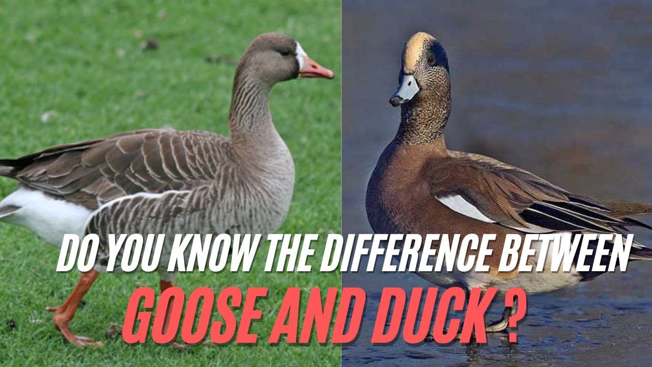 Goose vs. Duck | What’s The Difference Between A Duck And A Goose ?