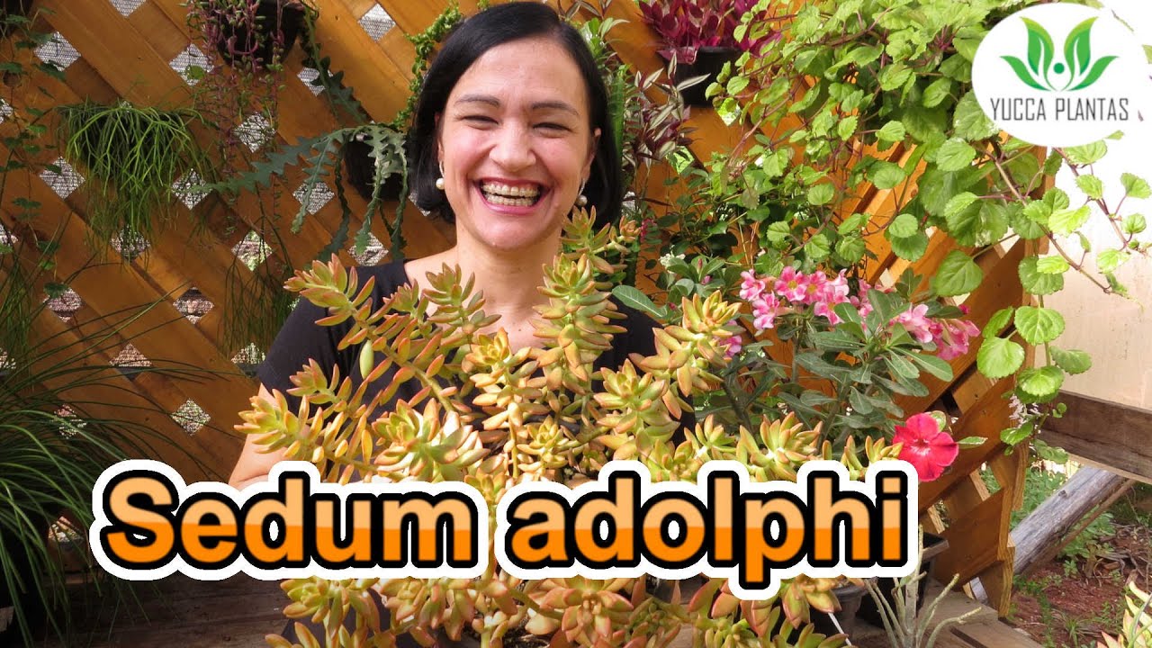 Conheça o SEDUM ADOLPHI - Descubra mais sobre essa suculenta!