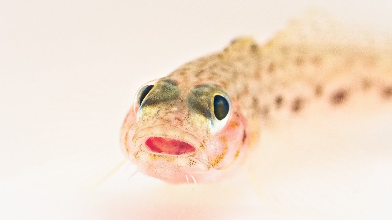 🐠幼魚語りうむ🐠 サビハゼ 幼魚