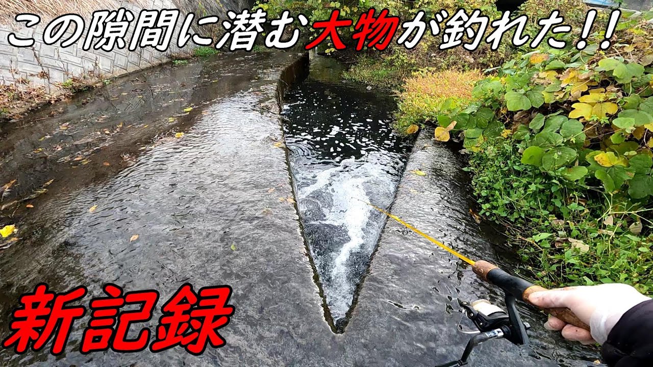 新記録！！大物が隙間に潜んでた！！