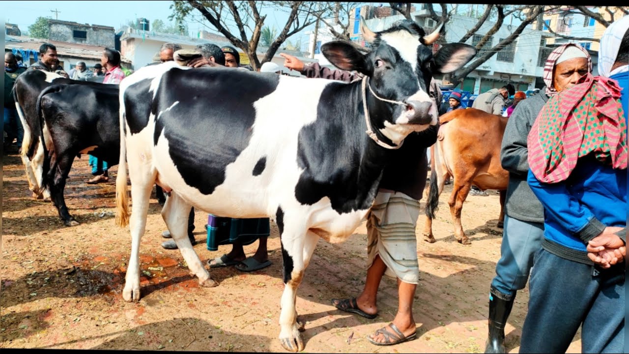 17/1/26/গাভী গুরুর বাজারেও আগুন ধরল উত্তরবঙ্গের হাট গুলিতে, গাভী গরুর দাম জানুন।